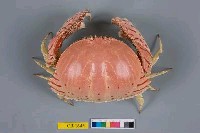 藏品(卷折饅頭蟹)的圖片
